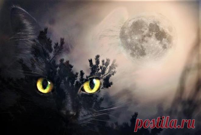 10 верных примет про кошек Самыми мистическими животными астрологи называют кошек. Усатые пушистики безошибочно считывают энергетику, умеют смотреть сквозь миры и чувствуют приближение опасности. Верные друзья своих хозяев, кош...