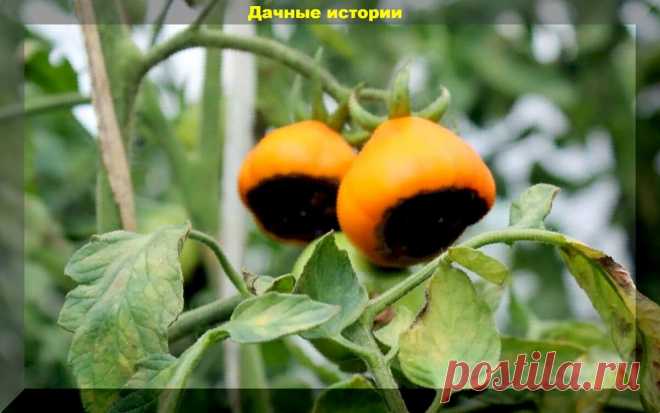 Быстрый кальций для пасленовых: как быстро и просто бороться с вершинной гнилью на томатах | Дачные истории | Дзен