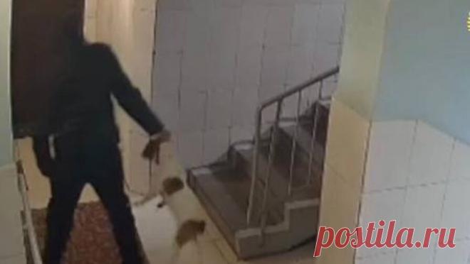 Москвичка, избившая свою собаку в подъезде, отделалась штрафом. Москвичка получила штраф на 13,5 тысяч рублей за жестокое обращение со своей собакой, женщина избила животное в лифте. Об этом сообщает столичная прокуратура в Telegram-канале. Инцидент произошел 17 октября. Пьяная москвичка избила ...