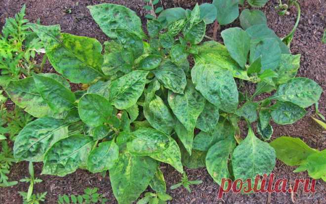 6 опасных болезней перца и как с ними бороться 

Чтобы кусты перца на вашей грядке были крепкими, здоровыми и приносили отменный урожай, необходимо регулярно проводить профилактику заболеваний и вовремя с ними бороться. Рассказываем, как это сдела…