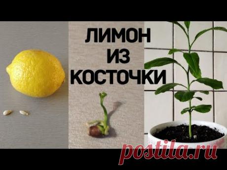 Как вырастить лимон из косточки.