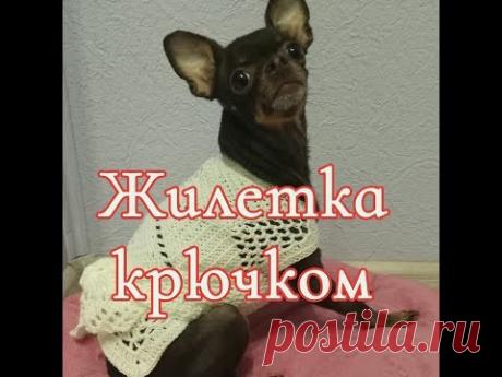 Жилетка крючком, crochet for dogs