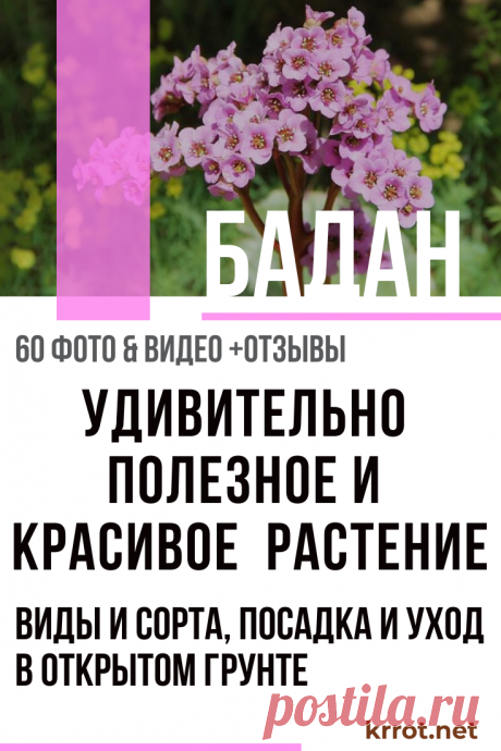 Бадан: Описание, Виды, Посадка, Уход | (60+ Фото) +Отзывы Бадан: посадка и уход, происхождение и описание, виды и сорта. Выбор оптимального участка для посадки бадана, размножение, польза, лечебные свойства и использование этого растения, а также (60+ Фото &amp; Видео) +Отзывы