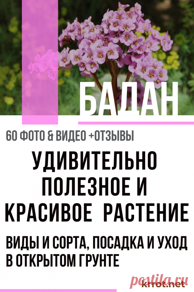 Бадан: Описание, Виды, Посадка, Уход | (60+ Фото) +Отзывы Бадан: посадка и уход, происхождение и описание, виды и сорта. Выбор оптимального участка для посадки бадана, размножение, польза, лечебные свойства и использование этого растения, а также (60+ Фото & Видео) +Отзывы