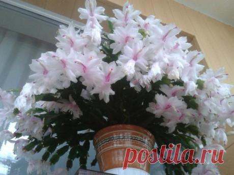 Две простые хитрости и 10 минут времени — и декабрист долго и пышно цветет. Две простые хитрости и 10 минут времени — и декабрист долго и пышно цветет Сегодня я расскажу,  что нужно сделать, чтоб Ваш декабрист на долго радовал Вас и вашу семью своим роскошным цветением. Эти простые действия заставят расцвести даже то растение, которое еще ни разу не цвело. 1.Обработка горячей водой Первое, что нужно сделать – […]