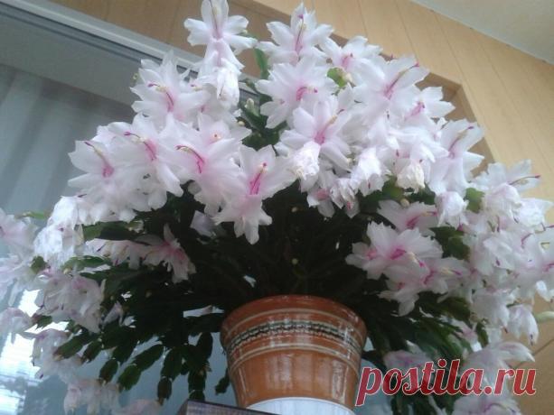 Две простые хитрости и 10 минут времени — и декабрист долго и пышно цветет. Две простые хитрости и 10 минут времени — и декабрист долго и пышно цветет Сегодня я расскажу,  что нужно сделать, чтоб Ваш декабрист на долго радовал Вас и вашу семью своим роскошным цветением. Эти простые действия заставят расцвести даже то растение, которое еще ни разу не цвело. 1.Обработка горячей водой Первое, что нужно сделать – […]