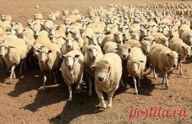 Посмеемся и отдохнем))
Сегодня мы возьмем интервью у овечки из группы поддержки тринадцатого стада...
— Здравствуйте, отличная стрижка!
— Здравствуйте, спасибо!
— Как вы относитесь к строительству мясокомбината?
— Это отлично! Наша ферма теперь будет отвечать высоким европейским стандартам.
— Вы слышали, что там планируется выпуск баранины?