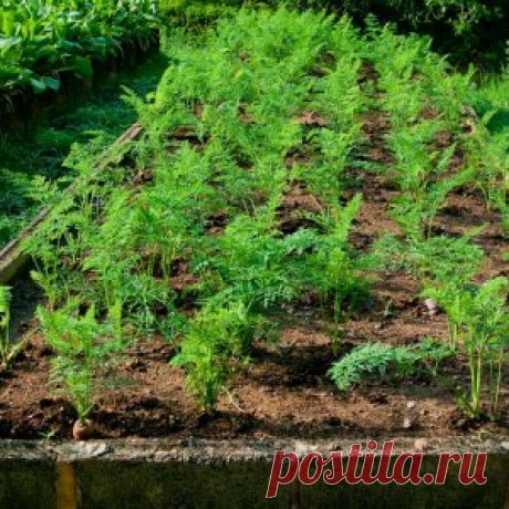 Как можно посеять морковь — 6 соток