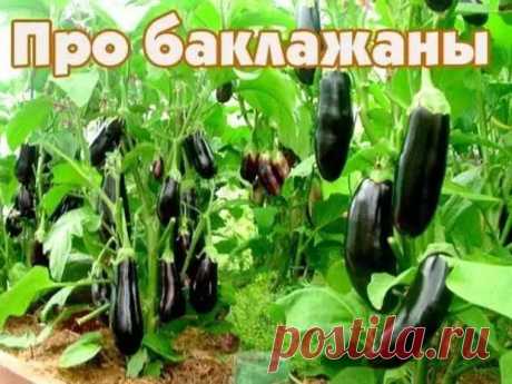 Десять заповедей для выращивания баклажан. - Домоводство - медиаплатформа МирТесен