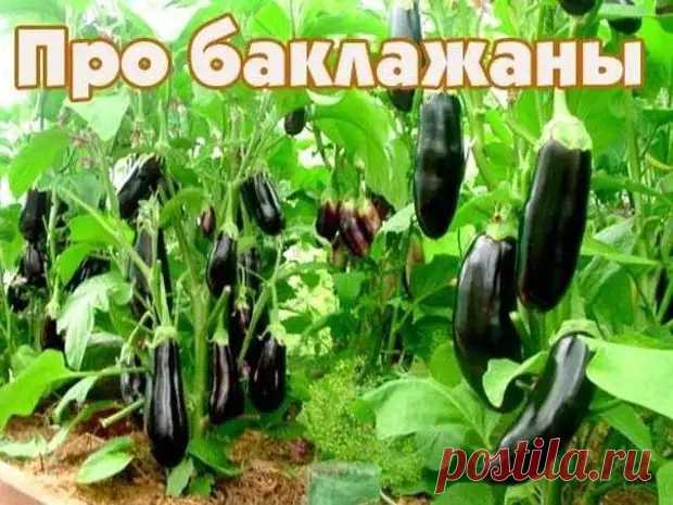 Десять заповедей для выращивания баклажан. - Домоводство - медиаплатформа МирТесен