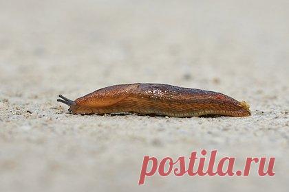 Огромные слизни атаковали российскую пятиэтажку. Огромные слизни атаковали пятиэтажный дом в Новосибирске и напугали жильцов. Внимание на ситуацию в российском городе обратило издание НГС. Речь идет о пятиэтажке, расположенной по адресу улица Трикотажная, дом 60/2. Жуткие моллюски завелись в доме после того, как в нем затопило кипятком подвал.