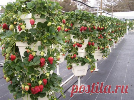 Земляника из блога Румилы