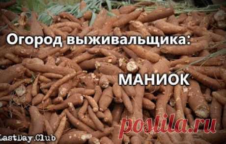 ОГОРОД ВЫЖИВАЛЬЩИКА: МАНИОК