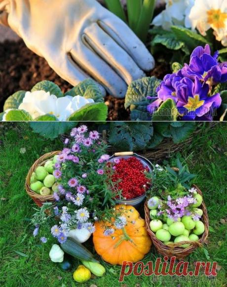 Полезные секреты и советы — сад и огород