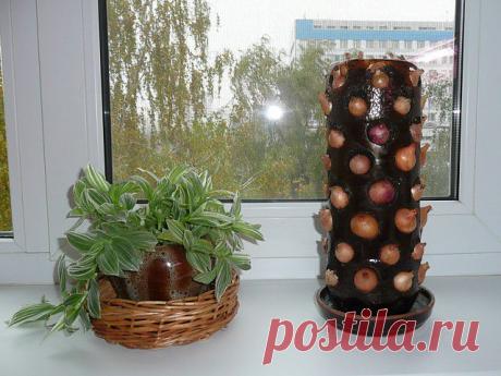 луковая пальма