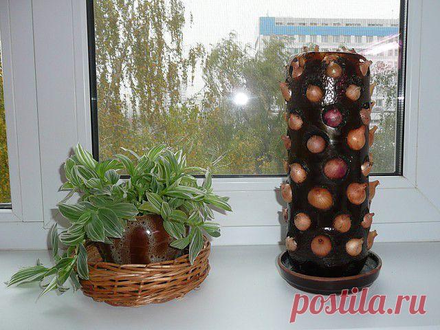 Мои идеи, мои воплощения. - Огород на подоконнике