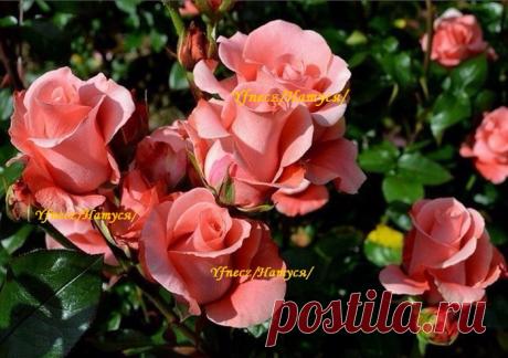 Подкормки, удобрения, компост. | Записи в рубрике Подкормки, удобрения, компост. | ДЕЛА НАШИ САДОВЫЕ