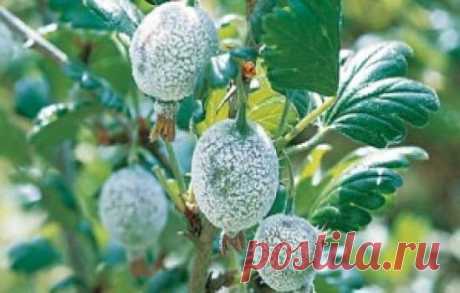 Болезни крыжовника с фото и борьба с ними: белый налет на ягодах