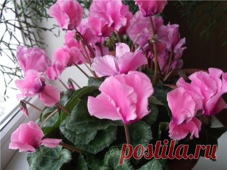 Цикламен (альпийская фиалка). Правильный уход. 

Статья большая, но, если вам нравится цикламен, то здесь вы узнаете о нем все! ✏ Забирайте на стену, чтобы не забыть. Некоторые виды давно используют как садовые и комнатные растения. В комнатной ку…