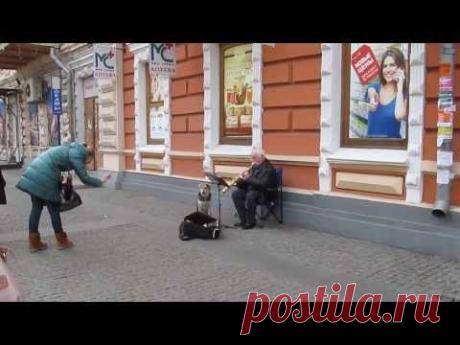 Šunelis uždarbiauja #totalfun | www.totalfun.lt#Total fun