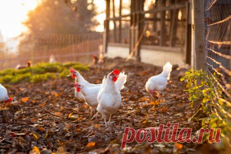 Какую курочку выбрать для яиц и мяса – лучшие кроссы и породы . Фото — Ботаничка