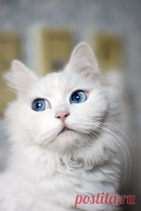 My Friend’s Ridiculously Photogenic Cat | Cutest Paw