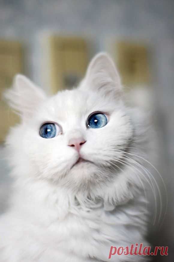 My Friend’s Ridiculously Photogenic Cat | Cutest Paw