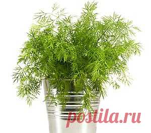 Укроп: полезные свойства зелени, семян и укропного чая