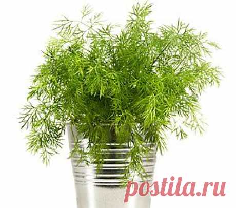 Укроп: полезные свойства зелени, семян и укропного чая