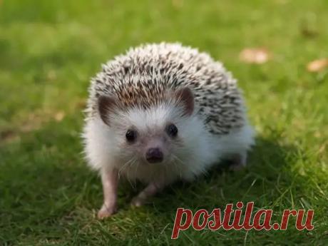 Интересные факты о ежах.