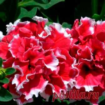 Пируэт red (драже) 10 шт