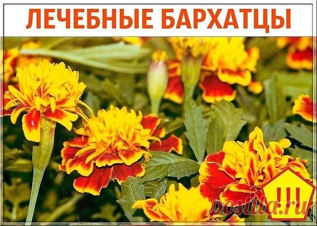 ЛЕЧЕБНЫЕ БАРХАТЦЫ

Для профилактики болезней поджелудочной железы, сахарного диабета, для укрепления сосудистой стенки и нервной системы обязательно попробуйте лекарства с бархатцами !

Рецепт №1.
1 цветок бархатца вместе с семенами измельчить и заварить в 1 стакане кипятка. Принимать по 1/4 стакана 3-4 раза в день.

При панкреатите с частыми приступами по 1 ст. ложке каждые 1-2 часа.

Рецепт №2.
При витилиго, нейродермите, псориазе, ухудшении зрения и выпадении волос.

8 ...