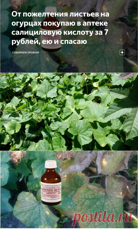 От пожелтения листьев на огурцах покупаю в аптеке салициловую кислоту за 7 рублей, ею и спасаю | Собираем урожай | Яндекс Дзен