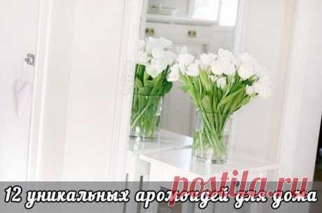 12 уникальных аромоидей для дома | Страна Полезных Советов