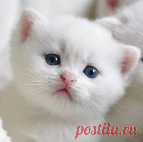 Мой Мир@Mail.Ru