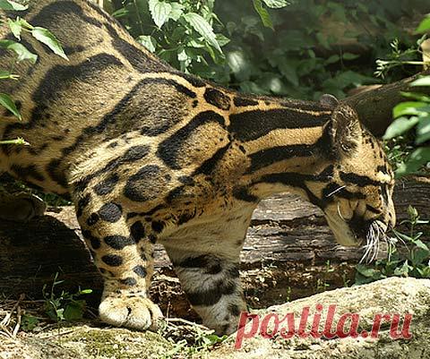 Clouded Leopard - Rare Asian Cat with Cloud Spots | Animal Pictures and Facts | FactZoo.com