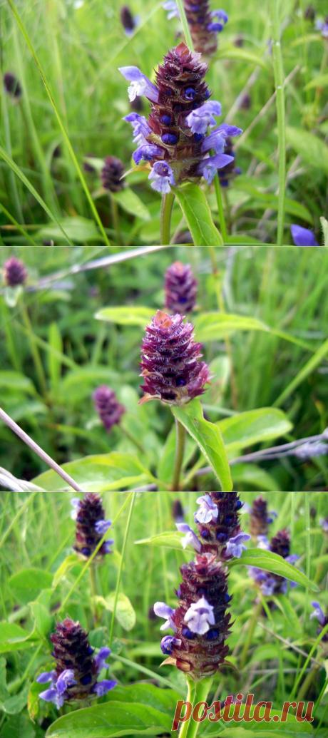 Лесные и полевые растения в саду: черноголовка обыкновенная.

Это растение видели, наверное, все — оно распространено на территории Европы и Азии в зоне умеренных широт. Есть информация, что и североамериканским индейским племенам была знакома черноголовка и ее целебные свойства, а китайская медицина использует препараты черноголовки по сей день.