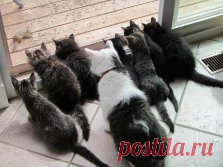 25 животных, которые обожают подсматривать | Позитив в картинках и не только