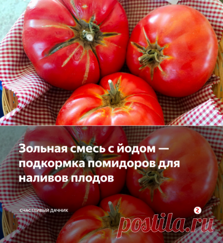 Зольная смесь с йодом — подкормка помидоров для наливов плодов | Cчастливый дачник | Яндекс Дзен