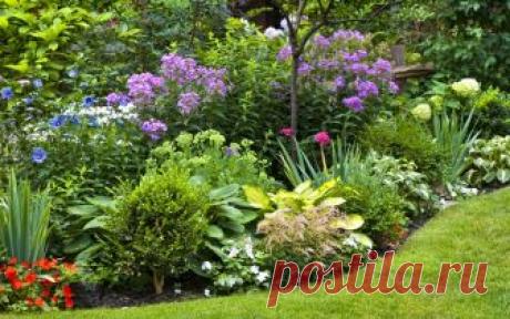 Наводим порядок на клумбе: как обновить старый запущенный цветник | Прочие многолетники (Огород.ru)