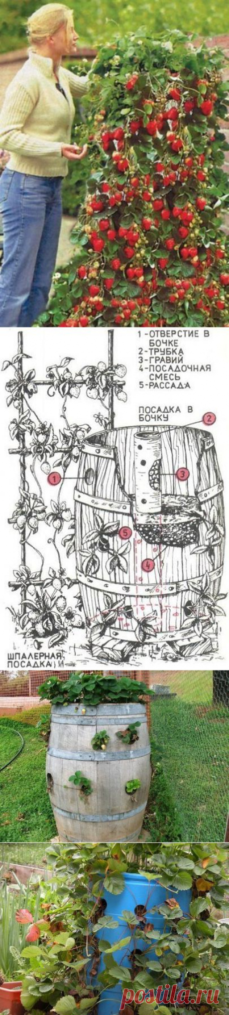 Клубничка в бочке...Моя дача