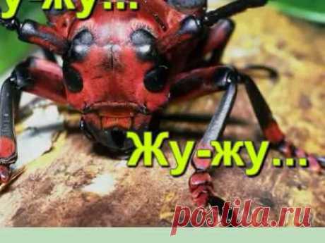 Жу-жу-жу...