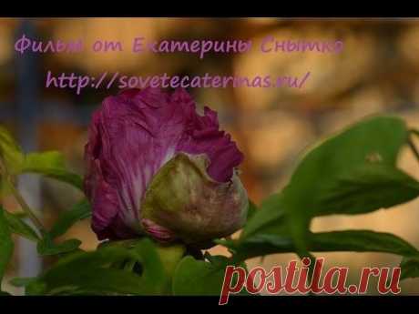 Пион древовидный, размножение