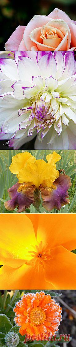 Flickr: The One Flower Pool