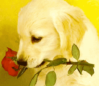 Анимашки, красивая анимация - анимационные картинки и живые анимированные рисунки гифы, блестяшки