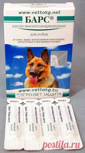 Ответы@Mail.Ru: Посоветуйте пожалуйста. Какое средство лучше использовать для профилактики от блох. Щенок померанский шпиц 1,5 месяца