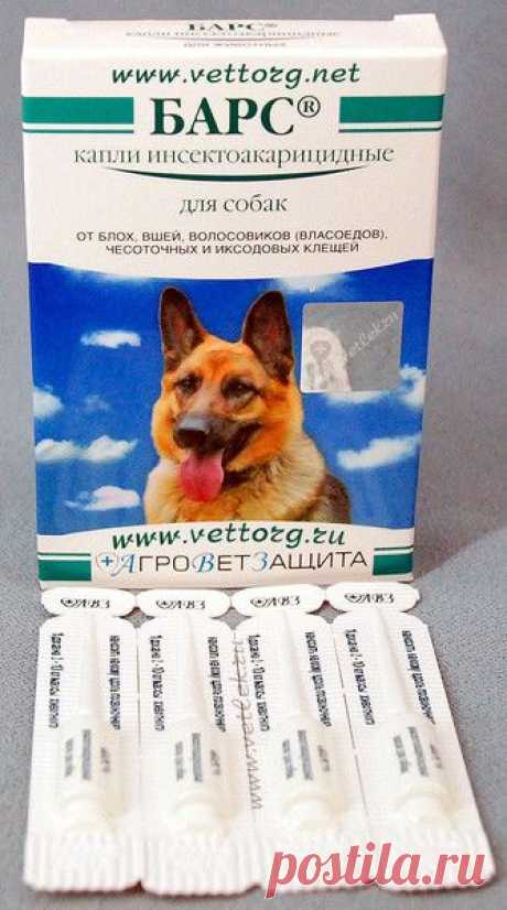 Ответы@Mail.Ru: Посоветуйте пожалуйста. Какое средство лучше использовать для профилактики от блох. Щенок померанский шпиц 1,5 месяца