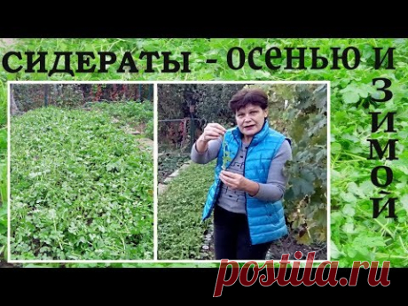 Что делать с сидератами осенью и на зиму