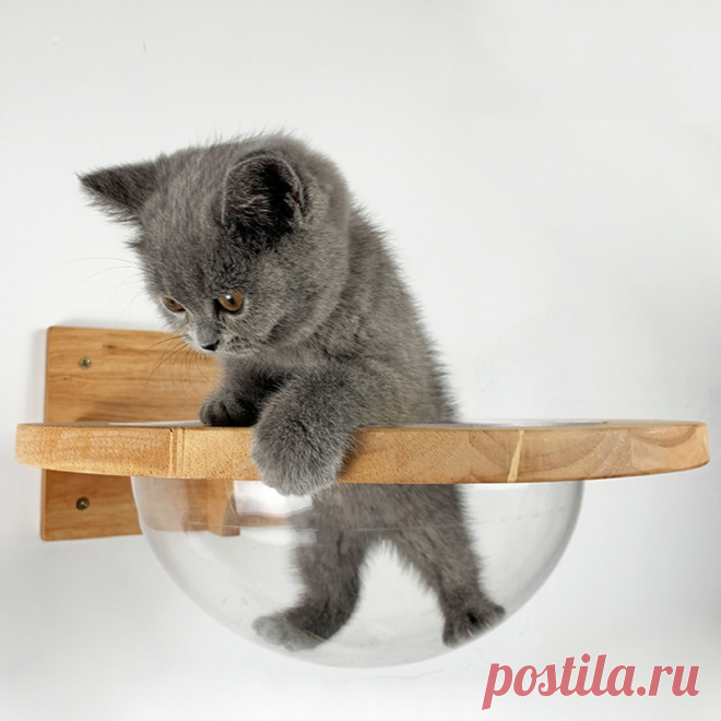 Настенная прозрачная космическая капсула для кошек, настенный дом, дерево для кошек, деревянная рама для скалолазания кошек, кровать для котенка, пружинная доска, мебель для домашних животных | Дом и сад | АлиЭкспресс