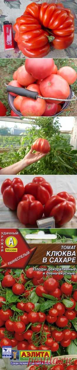 СОРТА  ТОМАТОВ | Самоцветик